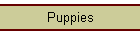 Puppies